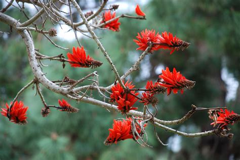 coral tree | Planting flowers, African flowers, Plants