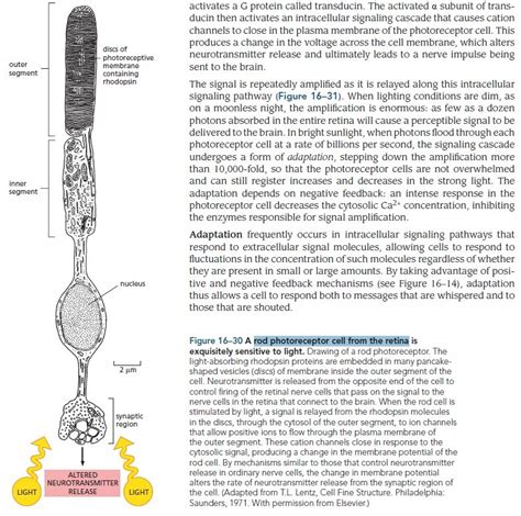 Origin Of Phototransduction The Visual Cycle Photoreceptors And Retina