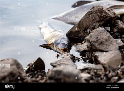 Poissons Morts Se Trouvant Sur La Rive De L Oder Pr S De Kustrien Kietz