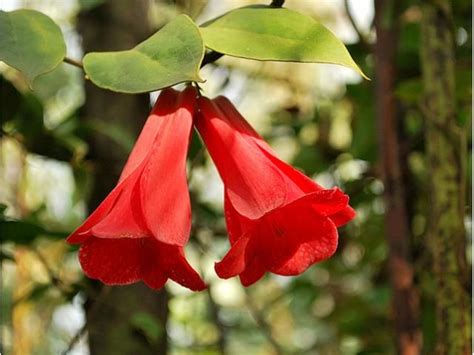 Copihue Flor Nacional De Chile Flores De Amor Flores Rosas