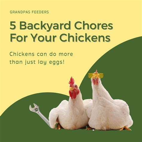 Backyard Chores For Your Chickens Grandpas Automatic Chicken Feeders