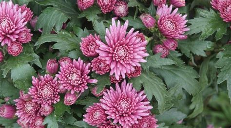 Planting Mums Potted Mums Root System Aphids Flower Bud