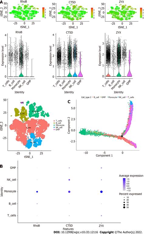 Single Cell Rna Sequencing Combined With Bulk Rna Sequencing Analysis