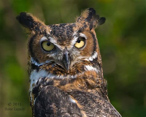 Great Grey Owl Call