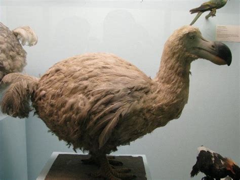 Discover The 3 Reasons Why The Dodo Bird Went Extinct A Z Animals