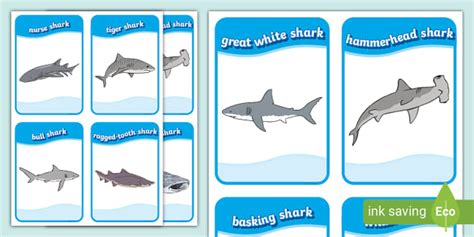 Sharks Flashcards Hecho Por Educadores Twinkl