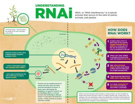 Rnai 