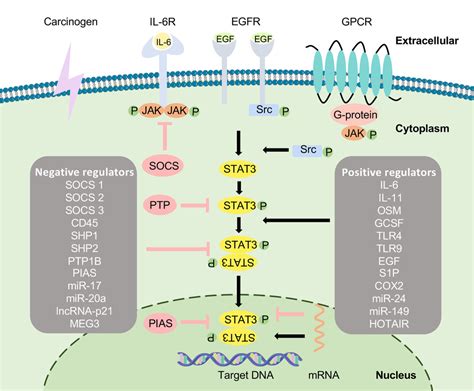 Stat Pathway In Cancers Past Present And Future Wang