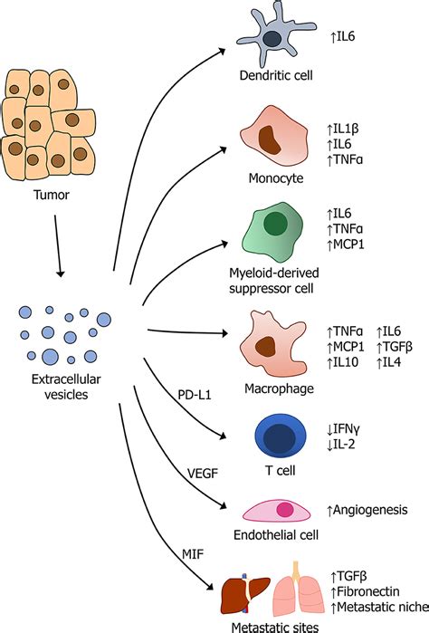 Frontiers Modulating Cytokine Production Via Select Packaging And