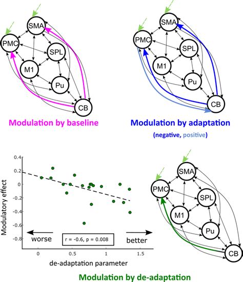 Network Interactions Underlying Visuomotor Adaptation Adapted From