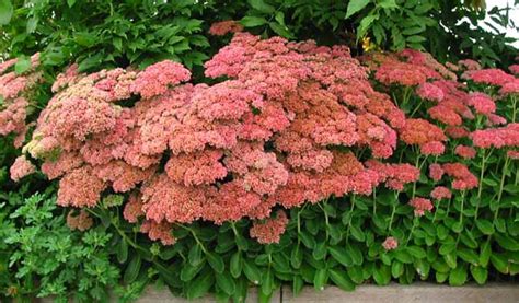 Autumn Fire Sedum Redwood Falls Nursery