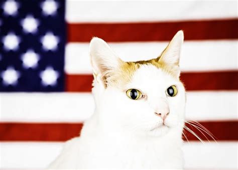 Cats Saluting National Pledge Of Allegiance Day Pictures