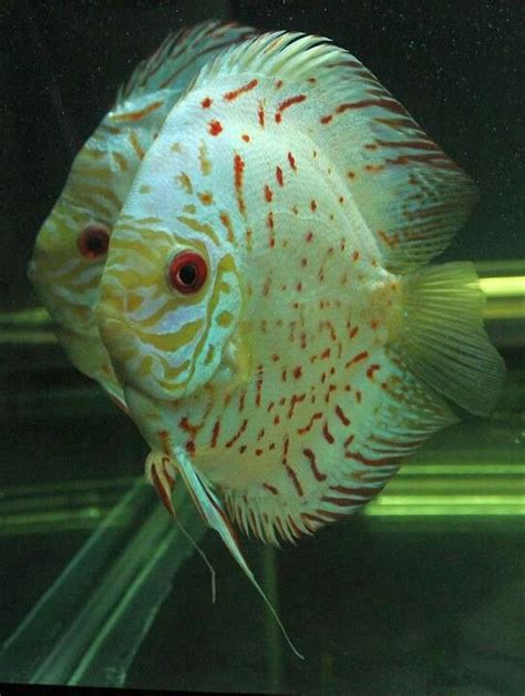 High Body White Butterfly Discus Fish From Discus Delivery Tropical