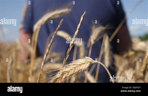 Mature Farmer Walking Down The Wheat Field Touching Wheat Ears With