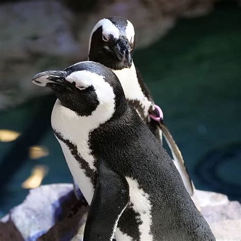 New England Aquarium — The African penguins at the New England Aquarium...