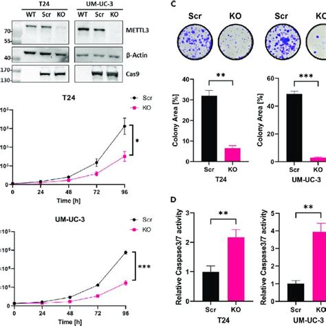 Mettl Depletion Reduces The Oncogenic Phenotype Of Ucb Cell Lines A