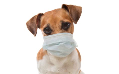 Coronavirus What Does It Mean For You And Your Pets Franktown