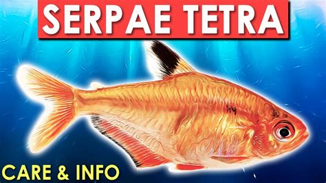 Serpae Tetra Serpae Tetra Info And Care Serpae Tetra Care Guide For