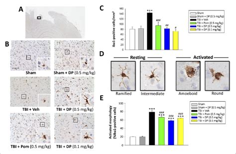 Post Injury Administration Of DP And Pom Reduced TBI Induced Microglial