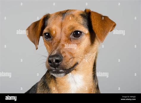 Jack Russell Terrier Dachshund Mix Brown