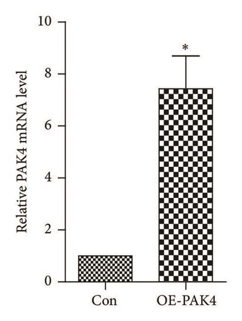 Pak Promotes Vascular Smooth Muscle Cells Vsmcs Proliferation A