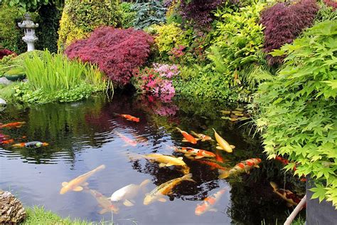 Pond Maintenance 101 How Often Do You Need To Clean A Pond Aqualife