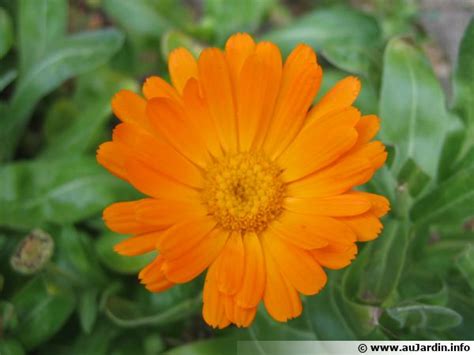 Souci Calendula Officinalis Planter Cultiver Multiplier