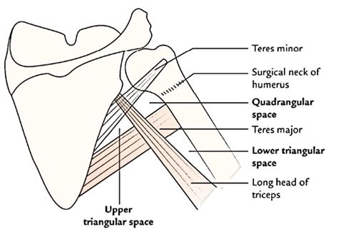 Triangular Space Anatomy