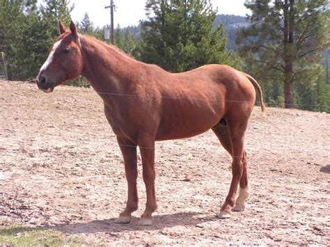 2013-14 FOALS - Hidden Meadow Curly Horses