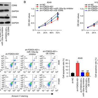 FOXD3 AS1 Promotes Non Small Cell Lung Cancer Progression By Regulating