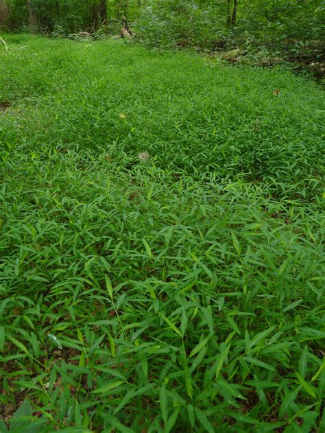 Japanese Stilt Grass