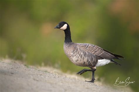 Cackling Goose vs. Canada Goose - Photo ABCs