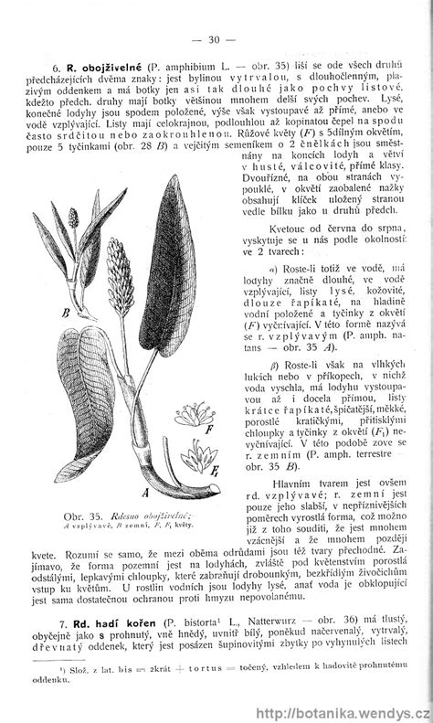 Názorná květena zemí koruny české svazek 4 strana 30