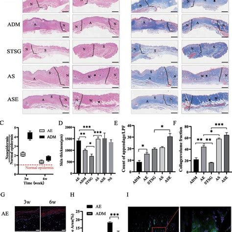 Healing And Contraction Of Different Skin Grafts A Morphological Download Scientific Diagram