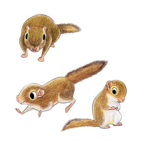 りすマニア SQUIRREL MANIACS: ボルネオコビトリス / Least Pygmy Squirrel