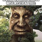 wise mystical tree Meme Generator - Imgflip