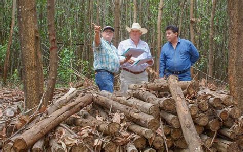 Sader Promueve Sistemas Silvopastoriles Y Agroforestales En Tabasco