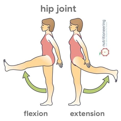 Knee Flexion and Extension