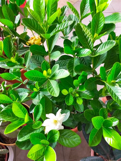 Gardenia Jasminoides Furniture Home Living Gardening Plants