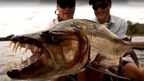 Quel Est Le Plus Gros Poisson D Eau Douce Au Monde