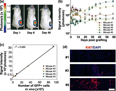 Long Term Monitoring Of Luc Hesc Derived Neural Precursors In Nod Scid