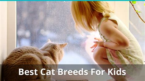 The Best Cat Breeds For Families and Kids To Be Around