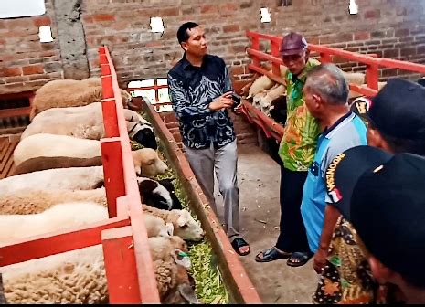 Kerja Sama Kembangkan Ternak Kambing Di Kabupaten Pemalang