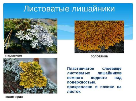 Листоватые лишайники - презентация онлайн