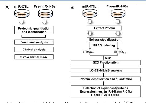 Figure 1 From Quantitative Proteomics Reveals Diverse Roles Of Mir 148a