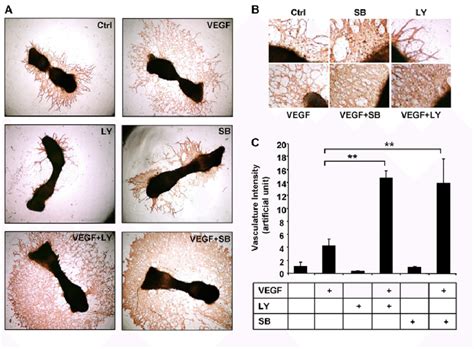 Effects Of Vegf And Sb On Endothelial Network Formation In Mouse