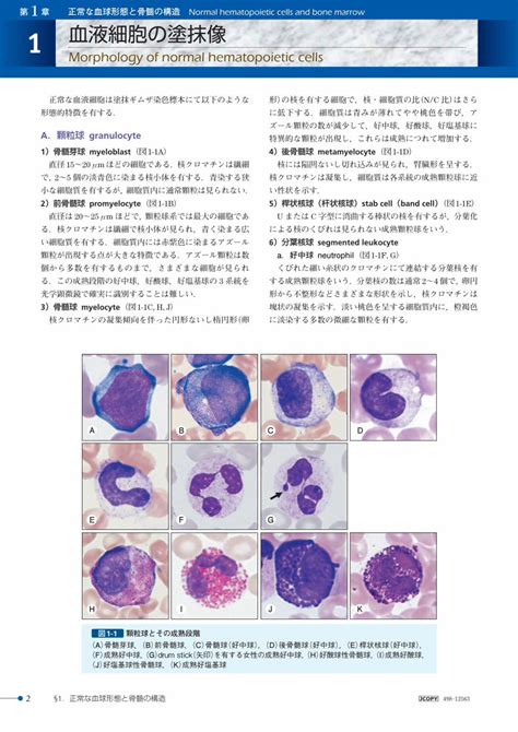 PDF Morphology of normal hematopoietic cells 2020 11 13 正常な血液