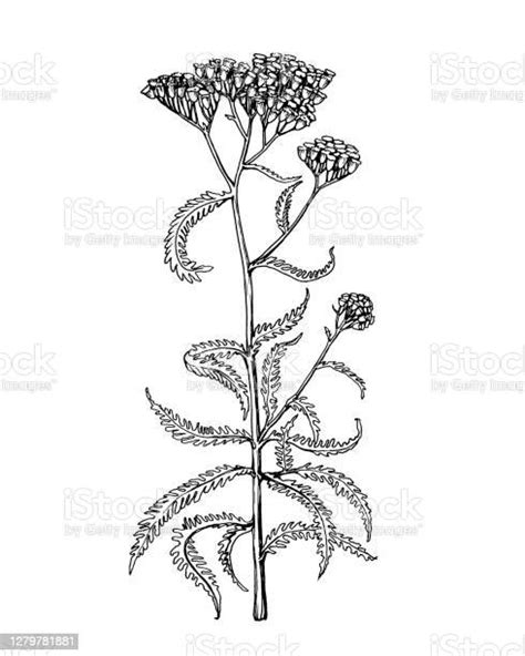 Ilustración De Rama Con Flores De Planta Silvestre Achillea Ilustración De Contorno En Blanco Y