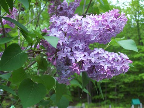 Lilacs Up Close And Personal You Can Almost Smell Them Lilac Plants Turtle Rock