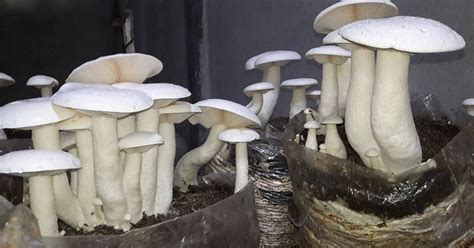 Milky Mushroom Jual Bibit F F F Dan Baglog Jamur Tiram